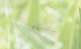 蜻蜓图片