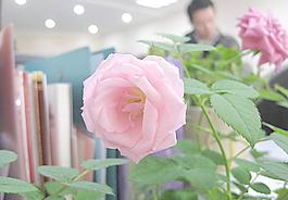 月季花图片