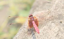 红色蜻蜓图片