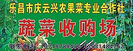 蔬菜收购场图片