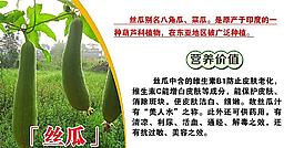 丝瓜图片