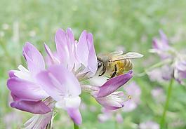 蜜蜂採花圖片