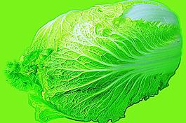 蔬菜之大白菜图片