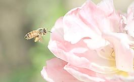 蜂舞花间图片