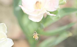 蜂舞花间图片