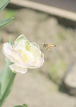 蜂舞花间图片