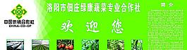 蔬菜专业合作社海报图片