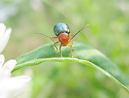 草桥上漂亮的小甲虫图片