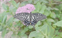 断翅的蝴蝶图片