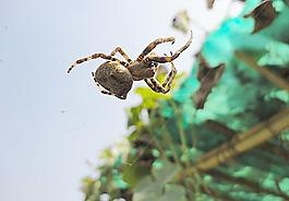 蜘蛛图片