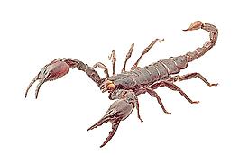 蝎子图片