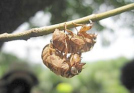 微距特辑图片