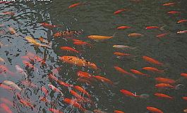 游鱼自由图片