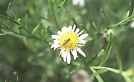 蜜蜂和雏菊图片