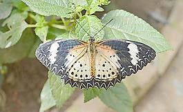 云南蝴蝶泉图片