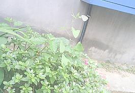 花草树叶蝴蝶图片