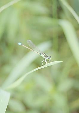 蜻蜓 豆娘图片