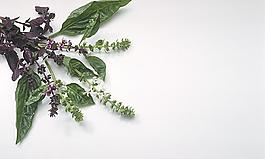 绿色蔬菜图片