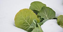 纯洁绿色小白菜图片