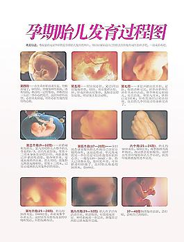 孕期婴儿发育过程图图片