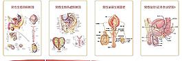 生殖系统解剖图图片
