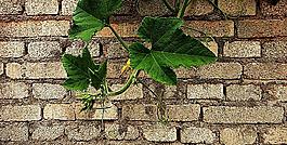 壁上的瓜蔓图片