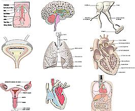 人体内脏医疗图图片