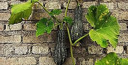 壁上的瓜蔓图片