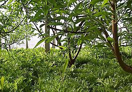 大棚植物图片