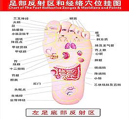 足部反射區穴位圖左圖圖片