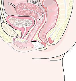 女性生殖系统剖面图图片
