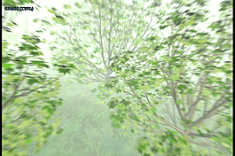 绿树动态视频素材