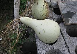瓢葫芦图片