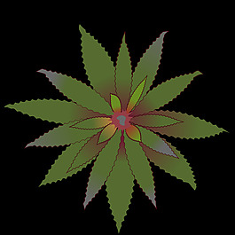 bromelia-04