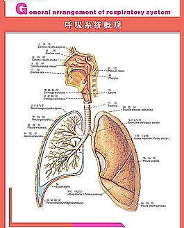 人体呼吸系统图片