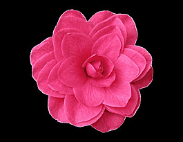 粉红色的山茶花