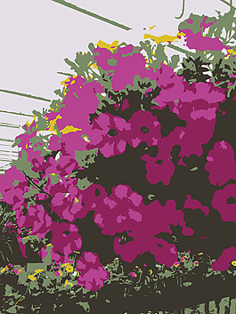 许多密苏里aiflowers花2