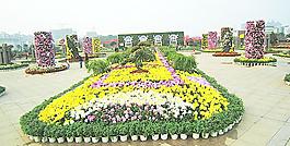 菊花展览图片