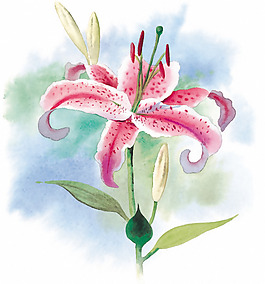 位图 时尚休闲女装 成熟优雅女装 植物 优雅植物 免费素材