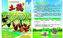 土鸡宣传单