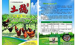 土鸡宣传单