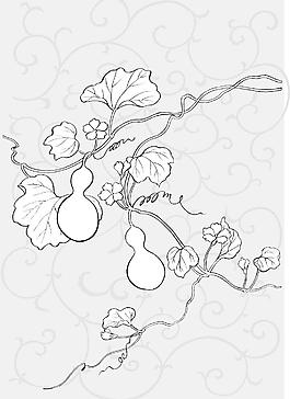 葫芦花的简笔画图片