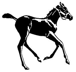 位图 抽象动物 色彩 黑白色 马 免费素材