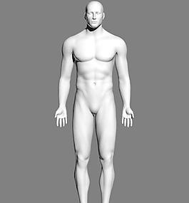 Male body 男人体基本模型
