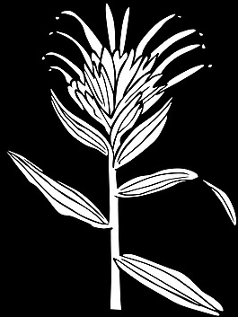 Ku Castilleja君子兰