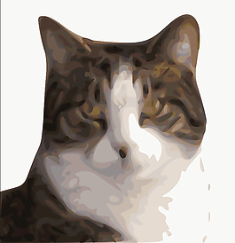 猫的头