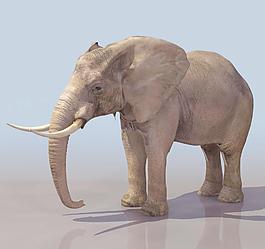 ELEPHANT 大象模型01