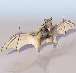 BAT 蝙蝠模型01