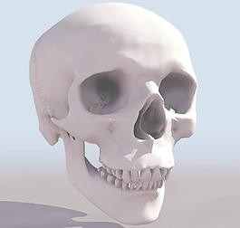 SKULL 头骷髅模型01