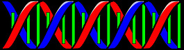 （DNA）的双螺旋结构